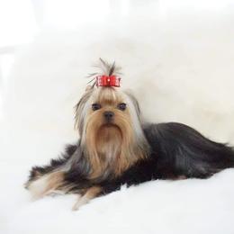 Lucy - Yorkshire Terrier