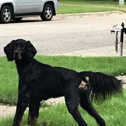 Tie - Gordon Setter