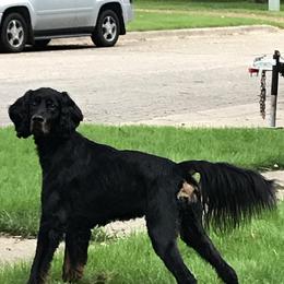 Tie - Gordon Setter
