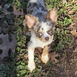 Punky - Chihuahua