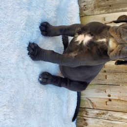 Great Dane Puppies from Dog in Mind Danes
