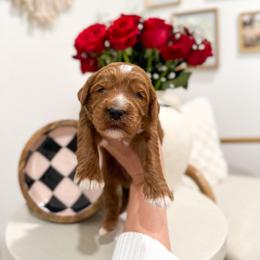 Cheshire - Red male Australian Labradoodle puppy in Palmdale, California from Pixie Doodle Paws