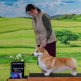 Finnigan - Pembroke Welsh Corgi