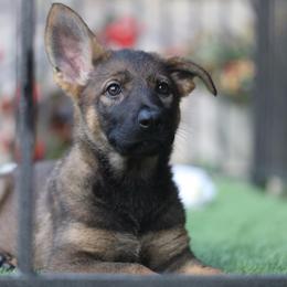 Wynn - Sable female German Shepherd puppy in Philippi, West Virginia from Vom Haus Highlands