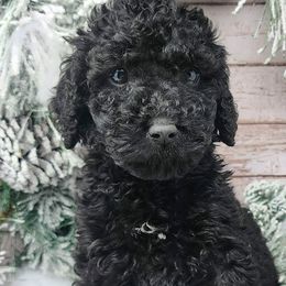 Blue Collar Male - Black Poodle puppy in Selinsgrove, Pennsylvania from Poodle Paws and Puppies