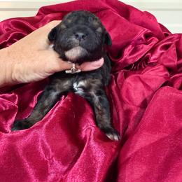 Mocha - Sable male Goldendoodle puppy in Cherry Tree, Pennsylvania from Plum Creek Acres Next Generation