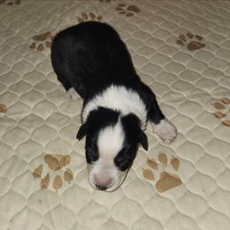 Boy 4 - Black tri-color male Australian Shepherd puppy in Jersey Shore, Pennsylvania from Lone Tree Aussies