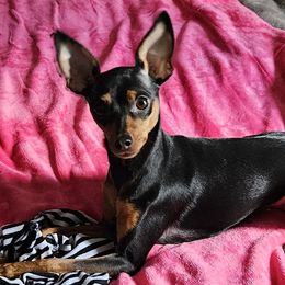 Jynx - Miniature Pinscher