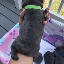 French Bulldog Puppies from Crooked C Ranch