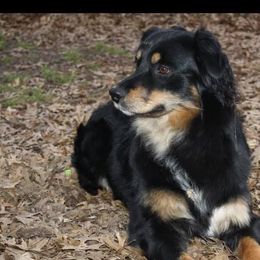 Australian Shepherds from Raab’s Family Aussies