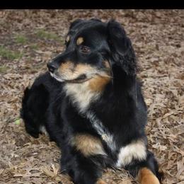 Australian Shepherds from Raab’s Family Aussies