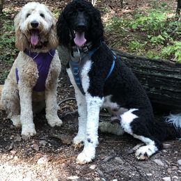 Goldendoodle All Grown Up from Doodles by Piper