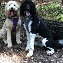 Goldendoodle All Grown Up from Doodles by Piper