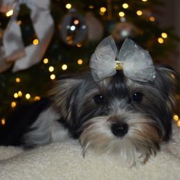 Ivelisse - Parti female Yorkshire Terrier puppy in California from Skyridge Puppies