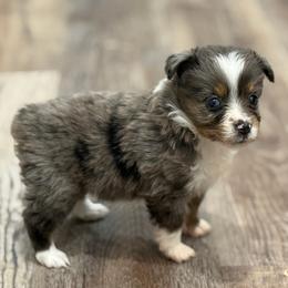Cass - Blue merle female Miniature Australian Shepherd puppy in Ambrose, Georgia from Brandilyn's Aussies