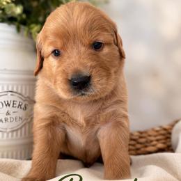 Biscuit - Golden male Golden Retriever puppy in San Bernardino, California from Thegoldendreams1