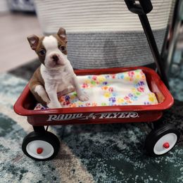 Boston Terrier Puppies from Tallulahs Boston babes