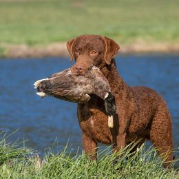Chesapeake Bay Retriever puppies from Next Generation
