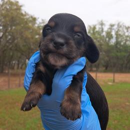 3300..Lucy - Black and tan female Dachshund puppy in Winter Haven, Florida from Gateway 2 Little Paws