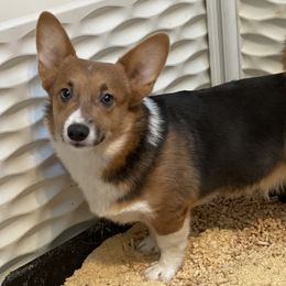 Pico - Pembroke Welsh Corgi