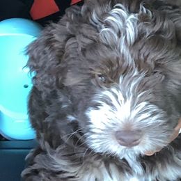 Aussiedoodles, Bordoodles, Corgipoos, and Shihpoos from Sugar Doodles