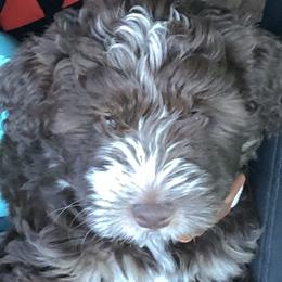 Aussiedoodles, Bordoodles, Corgipoos, and Shihpoos from Sugar Doodles