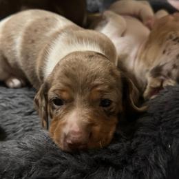 Jovie - Dapple female Dachshund puppy in Fayetteville, West Virginia from Loop Creek Dachshunds
