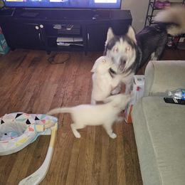 Siberian Husky Puppies from Jackson's Siberians