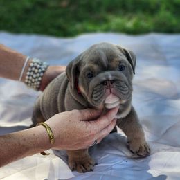 Gunner - Lilac tri-color male Bulldog puppy in Plant City, Florida from Bertha Butt Bulldogs