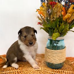 Kakamora - Sable and white female Collie puppy in St Augustine, Florida from Saltwater Collies LLC