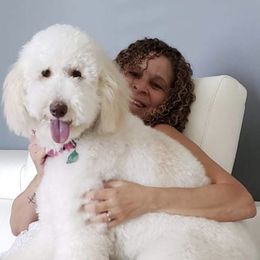 Labradoodle All Grown Up from A Doodle 4U
