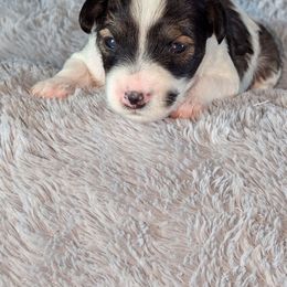 Boy 2 - Black and white male Schnoodle puppy in Holmesville, Ohio from Pawsome Puppies