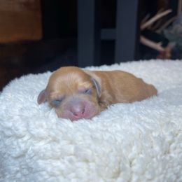 Sugarplum - Dapple female Dachshund puppy in Washburn, Tennessee from Clinch Mountain Dachshunds