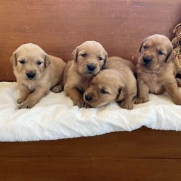 Boy 4 - Golden male Golden Retriever puppy in Denton, Maryland from Golden Horse Farm