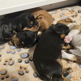 Cavalier King Charles Spaniel puppies from Roger Jones