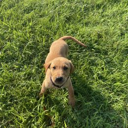 Donkey - Yellow male Labrador Retriever puppy in Mineral, Virginia from Canine Assist