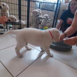 Golden Retriever Puppies from Danielle Kemper