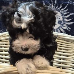 Havanese from Darrtfarms