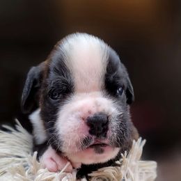 Enzo - Brindle Boxer puppy in Spring Hill, Florida from Hart's Grand Boxers
