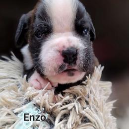 Enzo - Brindle Boxer puppy in Spring Hill, Florida from Hart's Grand Boxers