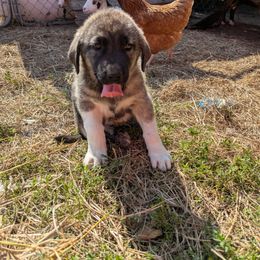 Girl 3 Pink Girl - Brindle female Anatolian Shepherd Dog puppy in Cleveland, Minnesota from Schmahl Family Farms