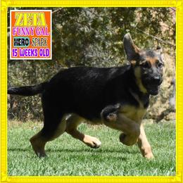 ZETA - Black and red female German Shepherd puppy in Murrieta, California from Diamond Oaks German Shepherds
