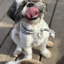 Poodle and Shih Tzu All Grown Up from PureBreedsKC