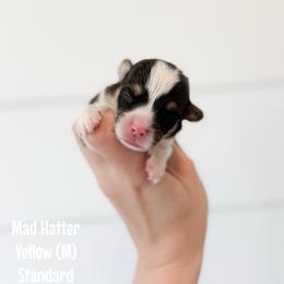 Mad Hatter - Yellow - Black and tan male Pembroke Welsh Corgi puppy in Milan, Georgia from Williams’ Welsh Corgis LLC