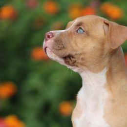 Blossom - Liver female American Pit Bull Terrier puppy in Macon, Georgia from Mythos K9s