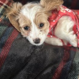 Tiny - Parti female Goldendoodle puppy in Waynesboro, Virginia from Forest Creek Kennel