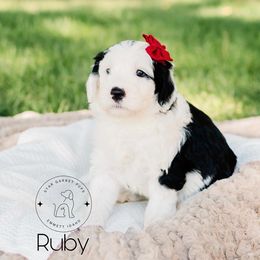 Aussiedoodle, Australian Shepherd, Old English Sheepdog, and Sheepadoodle Puppies from Star Garnet Pups