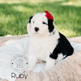 Aussiedoodle, Australian Shepherd, Old English Sheepdog, and Sheepadoodle Puppies from Star Garnet Pups