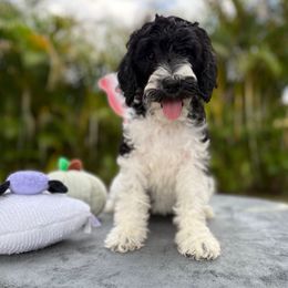 Nova - Parti female Goldendoodle puppy in Palm Beach, Florida from Cuddly Doodles