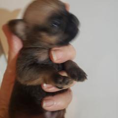 Madonna - Red female Brussels Griffon puppy in Nc, Florida from Brusseluv2